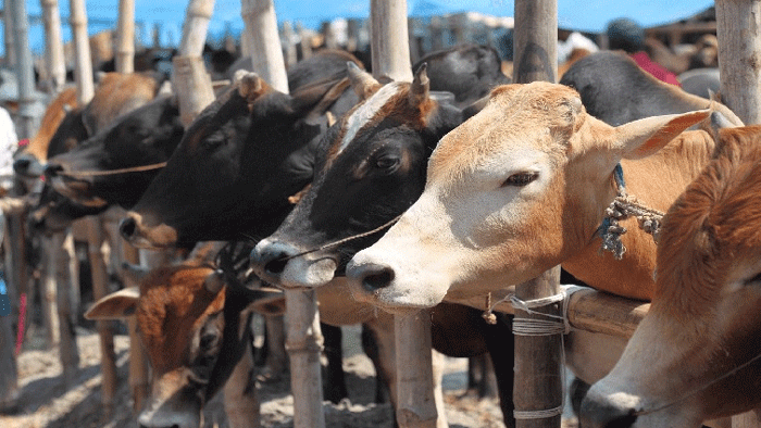 কোরবানিতে চাহিদার চেয়ে পশু বেশি আছে প্রায় ২৩ লাখ