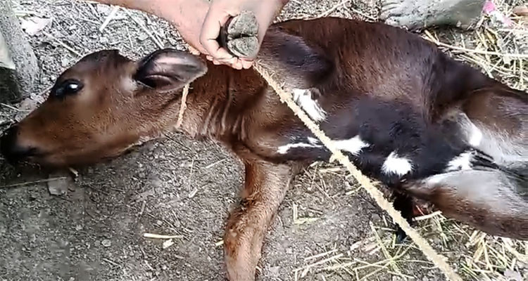নড়াইলে দুধের বাছুরের দু’পা কেটে দিয়েছে দূর্বৃত্তরা!