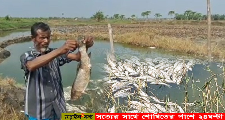 নড়াইলে মৎসঘেরে বিষ প্রয়োগে আড়াই লক্ষাধিক টাকার ক্ষতি!