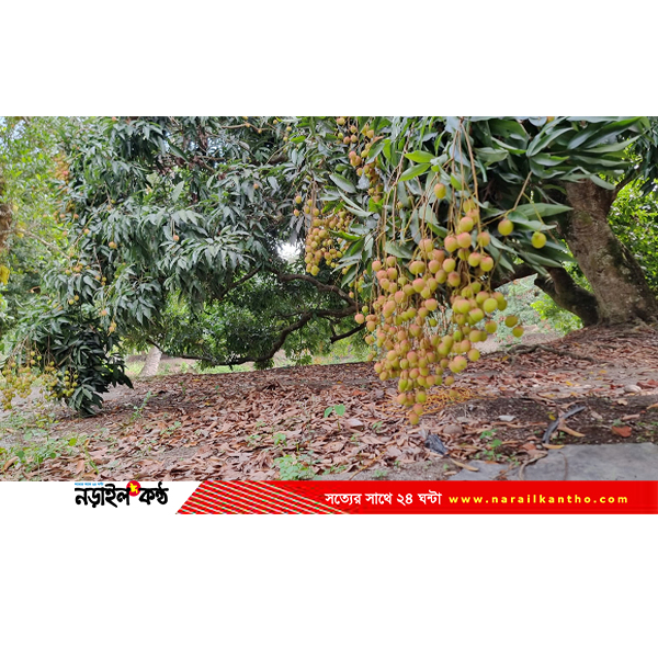 স্থানীয় উদ্যোগে বদলে যাওয়া পঙ্কবিলা: নড়াইলের ‘লিচু গ্রাম’-এ বছরে কোটি টাকার বাণিজ্য