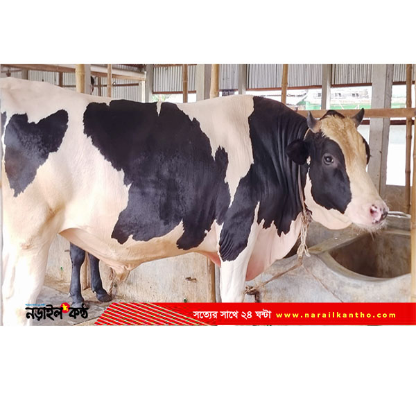 নড়াইলে কোরবানি ঘিরে ২০০ কোটির বাজার: ৪৫ হাজার পশু প্রস্তুত, চাহিদার চেয়ে উদ্বৃত্ত প্…