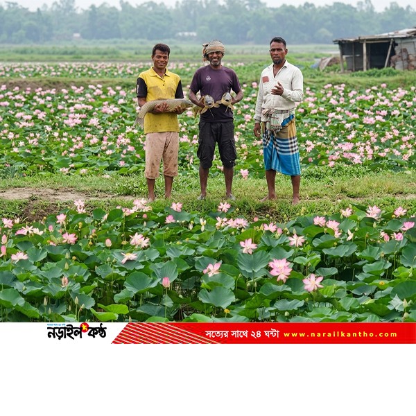পদ্মফুলে সৌন্দর্য, ঘেরে সর্বনাশ—তবু স্বপ্ন ছাড়েননি তিন উদ্যোক্তা