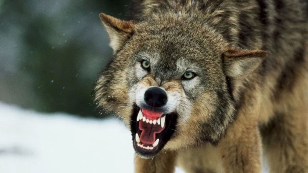 সেপ্টেম্বরের প্রথম চার দিনে ৯ হাজারের বেশি ডেঙ্গু রোগী হাসপাতালে