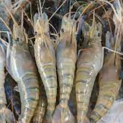 চিংড়ির উৎপাদন বাড়লেও খরচ তুলতে হিমশিম চাষিদের