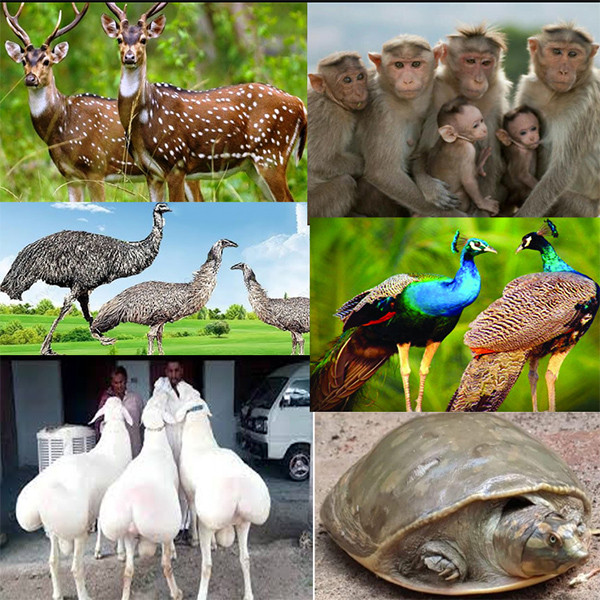 দিনাজপুর হাবড়ার তাহেরপাড়ায় মিনি চিড়িয়াখানা গড়ে উঠেচ্ছে