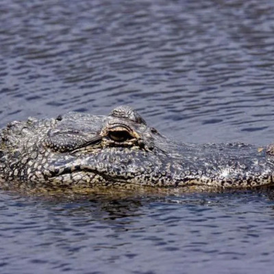 নারীকে গিলে খেলো কুমির, পেট কেটে বের হলো ছিন্নভিন্ন দেহ