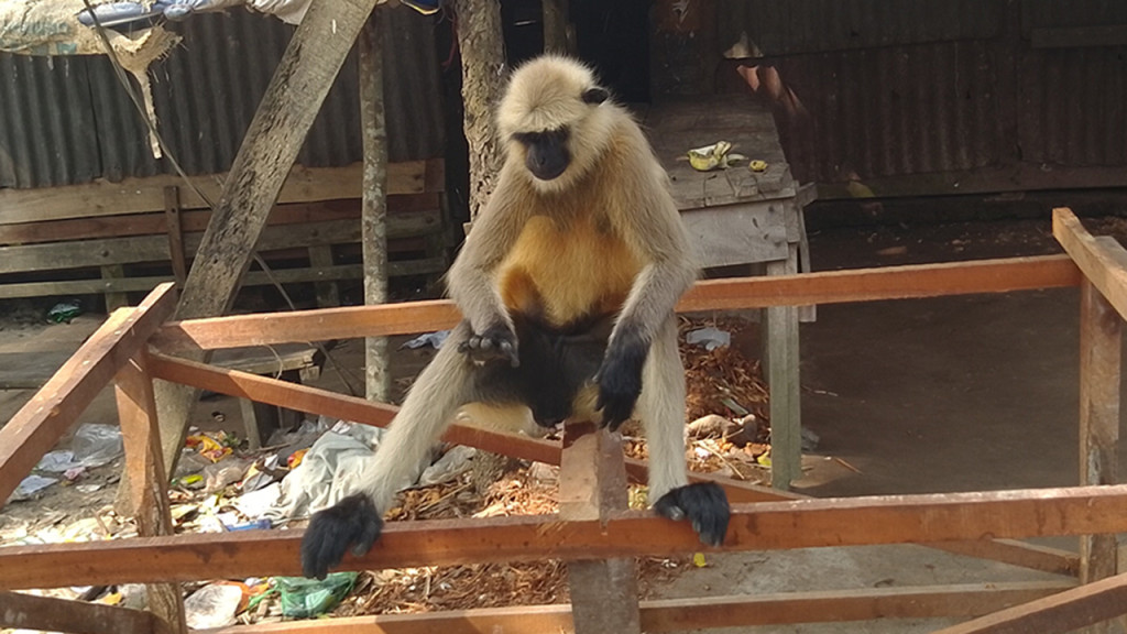খাবারের সন্ধানে লোকালয়ে ঘুরে বেড়াচ্ছে মুখপোড়া হনুমান