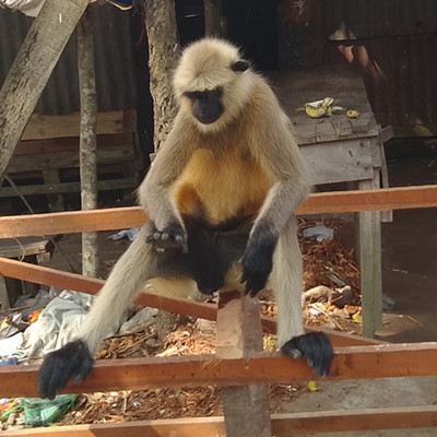 খাবারের সন্ধানে লোকালয়ে ঘুরে বেড়াচ্ছে মুখপোড়া হনুমান