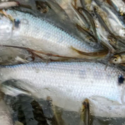 পটলক্ষেতে মিলল নিখোঁজ রিকশাচালকের মরদেহ