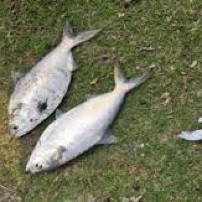 নোয়াখালীতে পুকুরে ধরা পড়ল ১০ রুপালি ইলিশ