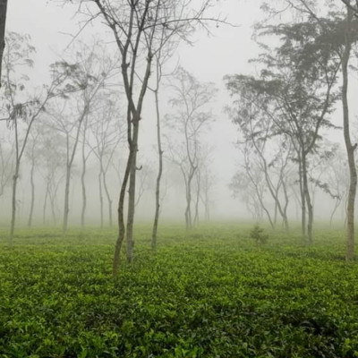 দেশের সর্বনিম্ন তাপমাত্রা শ্রীমঙ্গলে