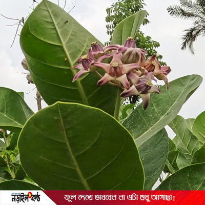 যেখানে সেখানে জন্ম নেয়া আকন্দ গাছ কি মানুষের কাজে লাগে?