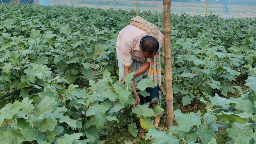 ক্ষেতেই নষ্ট হচ্ছে কৃষকের কয়েক মণ বেগুন