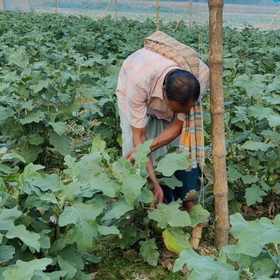 ক্ষেতেই নষ্ট হচ্ছে কৃষকের কয়েক মণ বেগুন