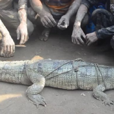 চিত্রা নদীতে ধরা পড়ল বিরল প্রজাতির ঘড়িয়াল