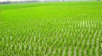 নড়াইলে ৫০ হাজার হেক্টর জমিতে ইরি-বোরো চাষের লক্ষ্যমাত্রা নির্ধারণ