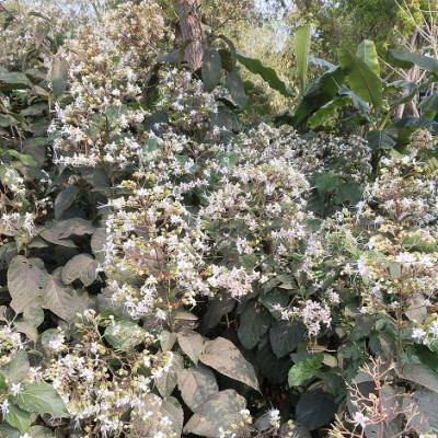 নড়াইলে পথে পথে মুগ্ধতা ছড়াচ্ছে ভাঁট ফুল