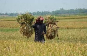 নড়াইলে ২হাজার ৩শ’৩২ মেট্রিক টন আমন সংগ্রহের লক্ষ্যমাত্রা নির্ধারণ
