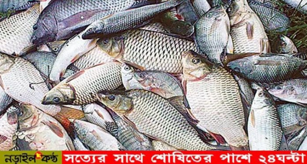 নড়াইলে চাহিদার তুলনায় বার্ষিক ২ হাজার টন বেশি মাছ উৎপাদন