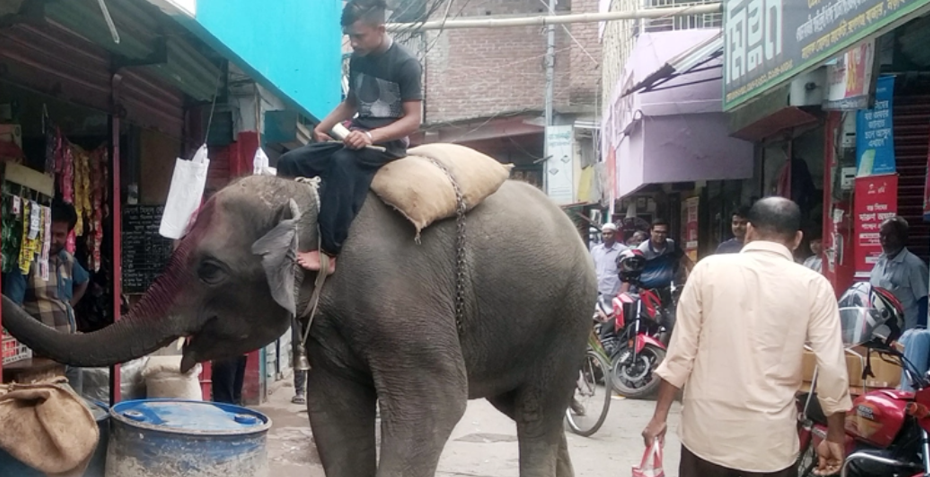 নড়াইলে চলছে হাতি দিয়ে চাঁদাবাজি