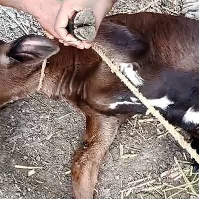 নড়াইলে দুধের বাছুরের দু’পা কেটে দিয়েছে দূর্বৃত্তরা!