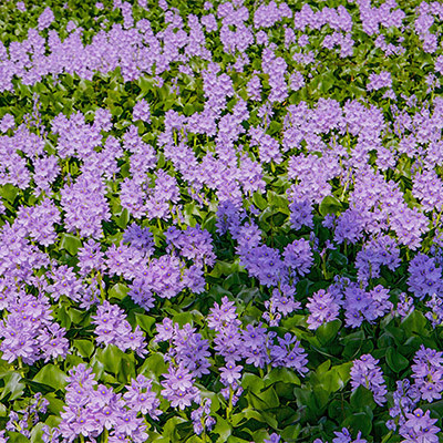 কচুরি ফুলের রূপ বৈচিত্রে মুগ্ধ প্রকৃতি প্রেমীরা