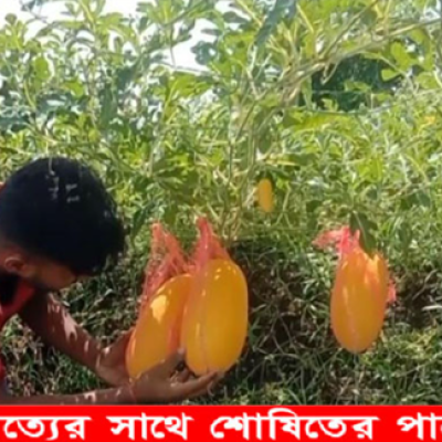 নড়াইলে অসময়ে তরমুজ চাষে সফলতা