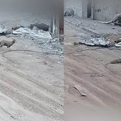 ফিলিস্তিনিদের ভেড়াকেও গুলি করে মারল ইসরায়েলি সেনারা